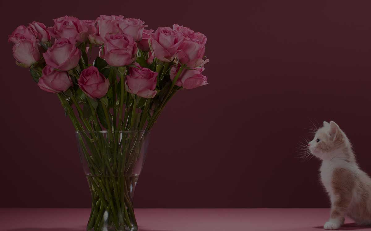 Jimmy Lee's Profile Cover Photo
